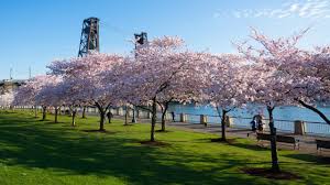 Portland's waterfront park is lined with akebono cherry trees, which have puffs of brighter pink blossoms that also bloom in march. All The Love Between Oregon And Japan Travel Oregon