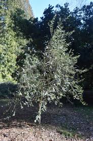 Image result for Olea woodiana