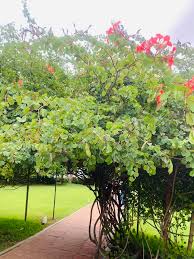 Image result for Barleria galpinii