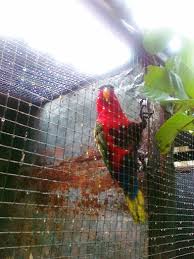 81 078 gambar gambar gratis dari burung. Burung Nuri Kepala Hitam Cerita Sukses Penangkaran Om Naryo Sragen Om Kicau
