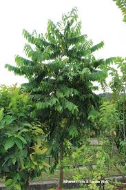 Image result for Cananga