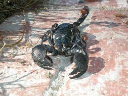 Big Black Bug With White Stripes Very Large Black Scorpion Artropodes Insetos Escorpiao
