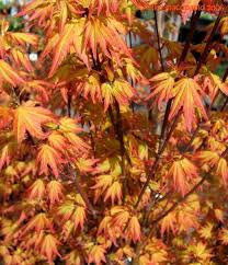 Orange Dream Japanese Maple Japanese Maple Japanese Maple Tree Orange Dream