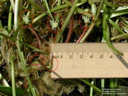 Image result for Limeum viscosum