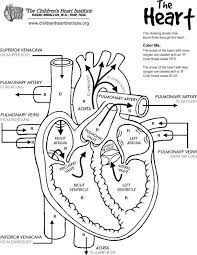Printable anatomy and physiology coloring workbook. Anatomy Coloring Pages For Kids Free Coloring Pages Heart Diagram Cardiac Nursing Nurse
