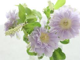 知りたい クレマチスの種類や品種 それぞれの特徴と見分け方 Gardenstory ガーデンストーリー