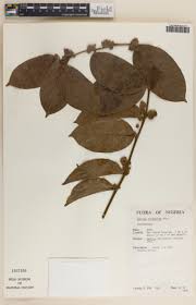 Image result for Rhaphiostylis beninensis