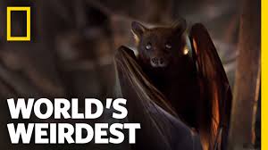 We did not find results for: Meet The Giant Golden Crowned Flying Fox The Largest Bat In The World