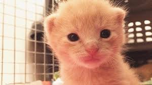 Find the perfect baby kittens crying stock photos and editorial news pictures from getty images. Tiniest Baby Kitten Squeaks 2 Week Old Kittens Mew At Mama Cat Youtube Newborn Kittens Kitten Meowing Baby Kittens