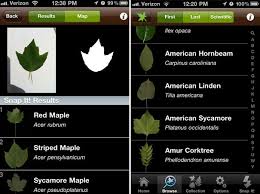 Check spelling or type a new query. Leafsnap App Uses Your Iphone Camera To Identify Trees