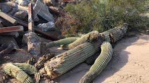 For more farming information, see agriculture. Groups Allege Attempted Sale Of Saguaros From Border Wall Ask State To Investigate Azpm