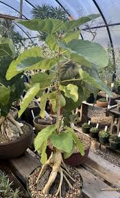 Image result for Ficus fischeri