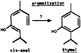 Image result for Synadenium pereskiifolium