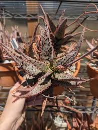 Image result for Aloe canis