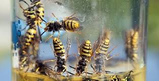 Drive Away The Wasps With Yellow Jacket Repellent Essential Oils Sprays And Plants Yellow Jackets