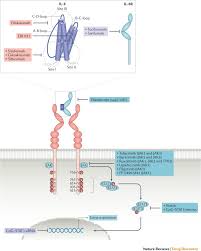 The model is a cohort markov model assessing different sequences of treatment. Interleukin 6 Designing Specific Therapeutics For A Complex Cytokine Nature Reviews Drug Discovery