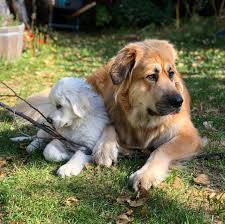 Maybe you would like to learn more about one of these? Half Newfoundland Half Great Pyrenees Off 66 Www Usushimd Com