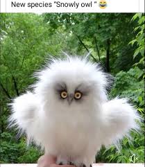 Azat Baris Cinimm Animals Beautiful Pet Birds Animal Planet