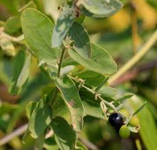 Image result for Cocculus hirsutus