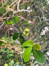 Image result for Gymnosporia buchananii