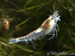 Crustacea Crustaceo Camarao Bola De Neve Neocaridina Zhangjiajiensis Crustacea Crustacean Snowball Shrimp Neoca Animales Marinos Animales Marina