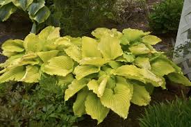 Pin On Proven Winners Perennials