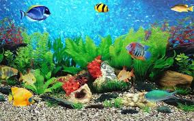 Ikan molly merupakan ikan hias yang tak kalah indahnya dengan ikan cupang. Ikan Hias Air Laut Dan Tips Memeliharanya Di Aquarium Ragam Jenis Ikan