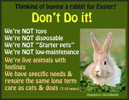 Don T Buy Pets As Presents Rabbit Buy Pets Live Animals