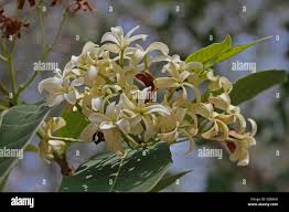 Image result for Holarrhena floribunda