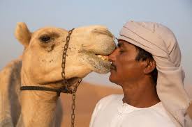 A camel, who was tied outside its owner's house in the heat all day, killed him when the man finally remembered to untie the animal. A Camel Biting A Man S Nose By Diane Durongpisitkul Camel Kiss