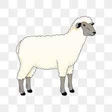 Maybe you would like to learn more about one of these? Gambar Kartun Domba Clipart Biri Biri Vektor Biri Biri Vektor Kartun Png Dan Vektor Untuk Muat Turun Percuma Ilustrasi Hewan Ilustrasi Kartun