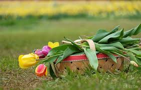 The actual bag it ends up in shakes briefly. Fields Of Flowers You Can Pick At Burnside Farms In Haymarket
