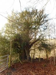 They share the art with the thanksgiving trees that were renamed and given new descriptions. Discussion Monumentaltrees Com