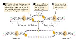 Initiation In Dna Replication Dna Replication Prokaryotes Dna