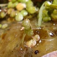 Image result for Lemna gibba