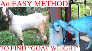 Goat Weight Calculator