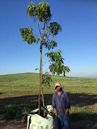 Image result for Bolusanthus