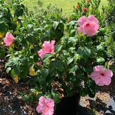 We did not find results for: Madina Nursery Outdoor Hibiscus Plant Ready For Sale Facebook