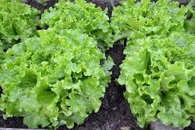 We did not find results for: Top Problems Growing Lettuce And How To Fix Them Ready To Diy