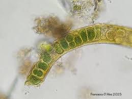Image result for Stenostelma corniculatum