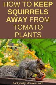You could easily use either red pepper flakes or tabasco sauce to keep the squirrels away from digging in your garden. Ways To Keep Squirrels Away Pestcare Jakarta