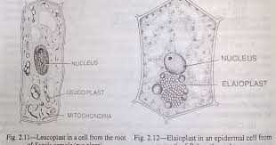 We did not find results for: Plastids Are Organelles Characteristic Of Plant Cells They Are Clearly Differentiated Protoplasmic Bits Of Special Plant Cell Organelles Structure And Function
