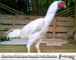 Mitos Atau Fakta Ayam Bangkok Putih Kinantan Ayam Bangkok Putih