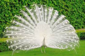 Why Are Some Peacocks White Find Out Facts About White Peacocks What Makes Them Different Where To Find Them White Peacock Beautiful Birds Peacock Wallpaper