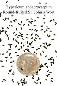 Image result for Humularia meyeri-johannis