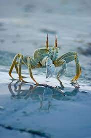 Crabs Ocean Animals Ocean Creatures Sea Creatures