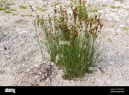 Image result for Juncaceae