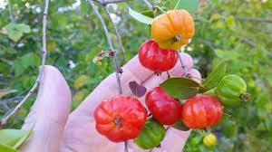Surinam cherry is considered as the hedge plants in the florida. Surinam Cherry Hedge Archives Myfoodchannel