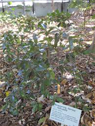 Image result for Diospyros ferrea