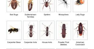 While Waiting For A Home I Ve Enjoyed Watching The Birds And Blogging About Them The Flowers And Trees Are So Beautifu In 2020 Bad Bugs Deer Crossing Little Critter